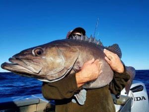 FAT Puka! tasty deep water beast on KAOS with Capt Owen - Epic fishing charters