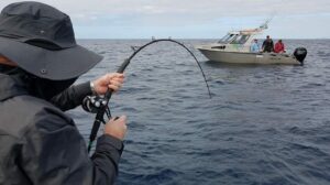 Maxel F70 reel with jigstar international rods a great combo for big kingfish