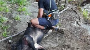 Pig Hunting in Kaiapoi Adventures Gisbourne