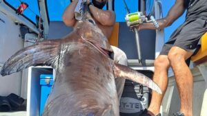 Broadbill swordfish caught on Stack Attack off the Coromanel